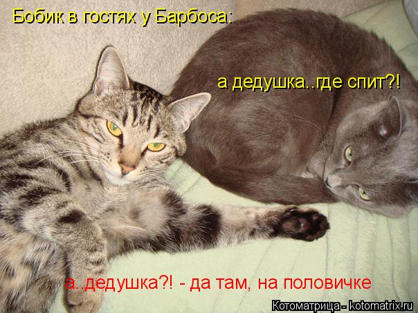 Бобик в гостях у Барбоса: а дедушка..где спит?! а..дедушка?! - да там, на половичке... Котоматрица: Бобик в гостях у Барбоса: а дедушка..где спит?! а..дедушка?! - да там, на половичке