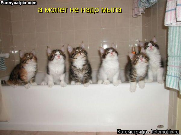 Котоматрица: а может не надо мыла