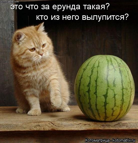 это что за ерунда такая? кто из него вылупится?... Котоматрица: это что за ерунда такая? кто из него вылупится?