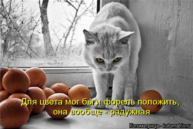 Для цвета мог бы и форель положить, она вообще - радужная... Котоматрица: Для цвета мог бы и форель положить, она вообще - радужная