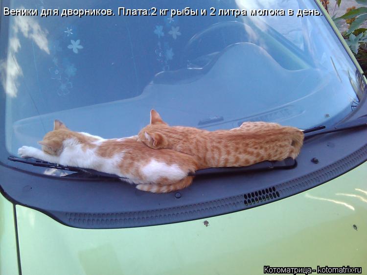 Котоматрица: Веники для дворников. Плата:2 кг рыбы и 2 литра молока в день.