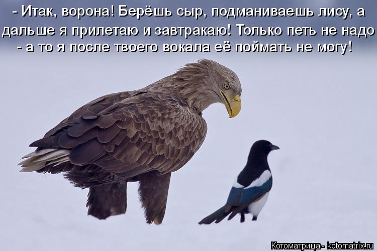 - Итак, ворона! Берёшь сыр, подманиваешь лису, а дальше я прилетаю и завтракаю! Только петь не надо ... Котоматрица: - Итак, ворона! Берёшь сыр, подманиваешь лису, а дальше я прилетаю и завтракаю! Только петь не надо - а то я после твоего вокала её поймать не м