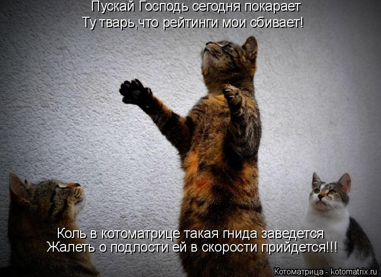 Котоматрица: Пускай Господь сегодня покарает Ту тварь,что рейтинги мои сбивает! Коль в котоматрице такая гнида заведется Жалеть о подлости ей в скорост
