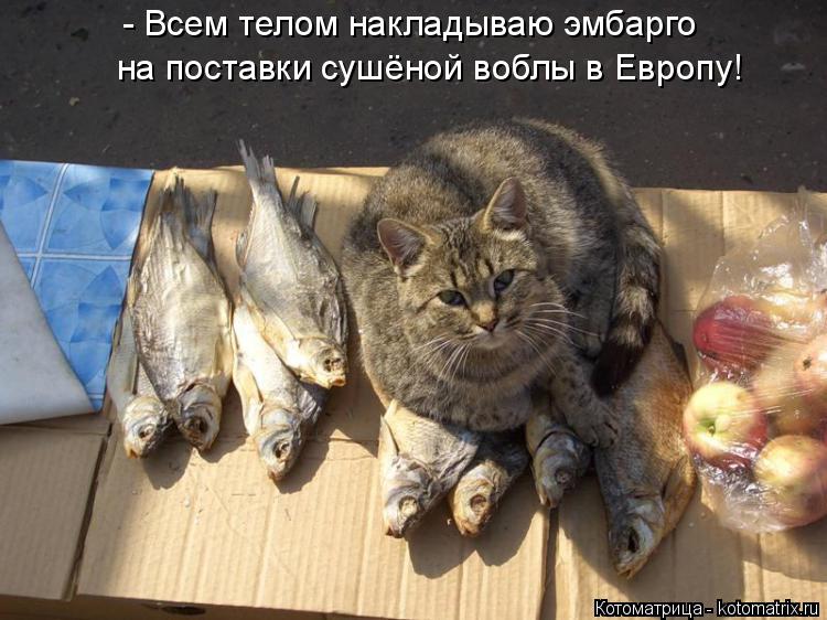 - Всем телом накладываю эмбарго на поставки сушёной воблы в Европу!... Котоматрица: - Всем телом накладываю эмбарго на поставки сушёной воблы в Европу!