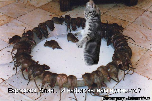 Евросоюз, блин... И нафик вы нам нужны-то?... Котоматрица: Евросоюз, блин... И нафик вы нам нужны-то?