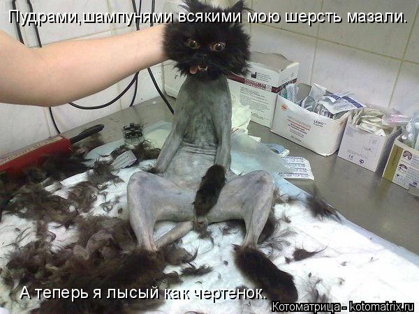 Котоматрица: Пудрами,шампунями всякими мою шерсть мазали. А теперь я лысый как чертенок.