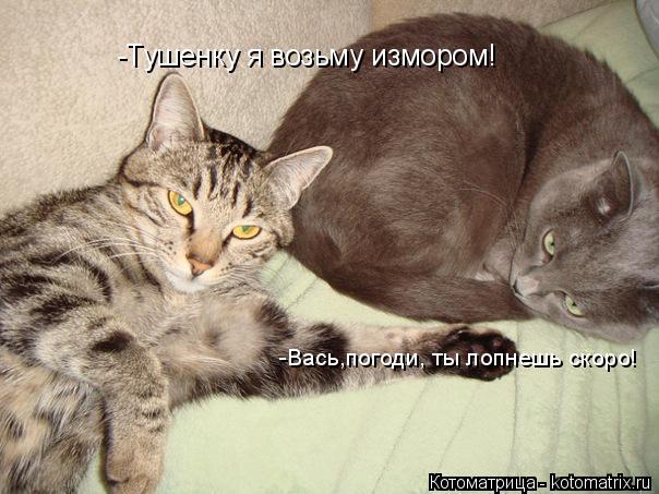 Котоматрица: -Тушенку я возьму измором! -Вась,погоди, ты лопнешь скоро!