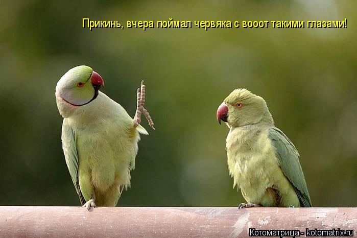 Прикинь, вчера поймал червяка с вооот такими глазами!... Котоматрица: Прикинь, вчера поймал червяка с вооот такими глазами!