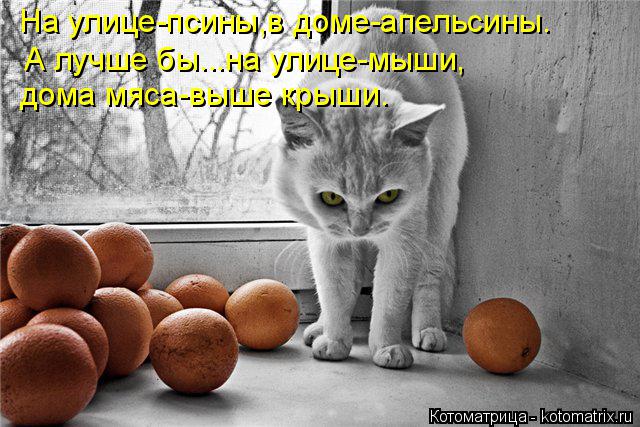 На улице-псины,в доме-апельсины. А лучше бы...на улице-мыши, дома мяса-выше крыши.... Котоматрица: На улице-псины,в доме-апельсины. А лучше бы...на улице-мыши, дома мяса-выше крыши.