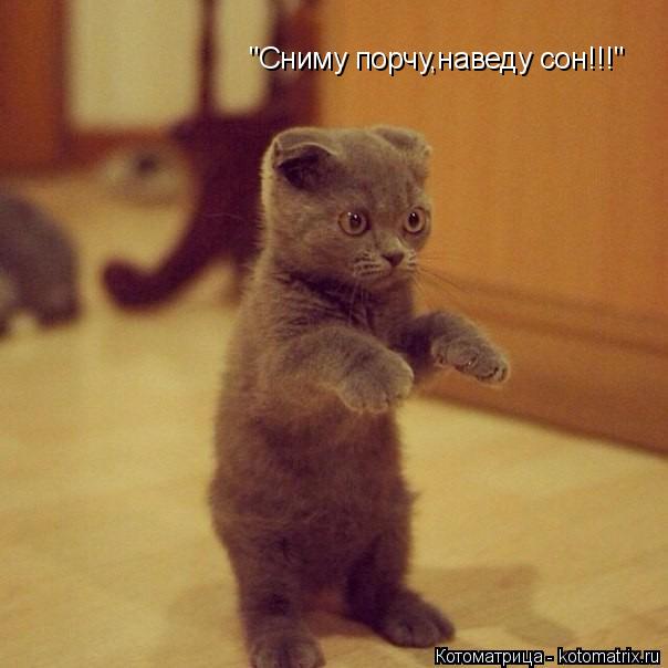 "Сниму порчу,наведу сон!!!"... Котоматрица: "Сниму порчу,наведу сон!!!"