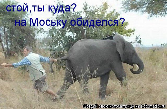 стой,ты куда? на Моську обиделся?... Котоматрица: стой,ты куда? на Моську обиделся?