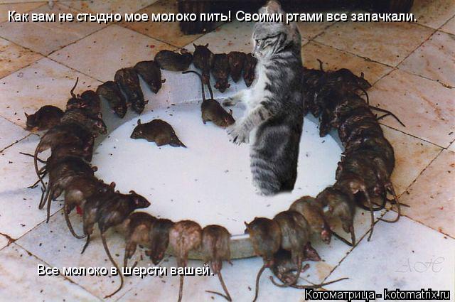 Как вам не стыдно мое молоко пить! Своими ртами все запачкали. Все молоко в шерсти вашей.... Котоматрица: Как вам не стыдно мое молоко пить! Своими ртами все запачкали. Все молоко в шерсти вашей.
