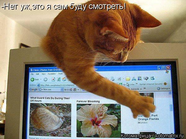 -Нет уж,это я сам буду смотреть!... Котоматрица: -Нет уж,это я сам буду смотреть!