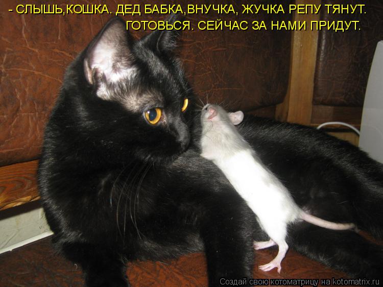 - СЛЫШЬ,КОШКА. ДЕД БАБКА,ВНУЧКА, ЖУЧКА РЕПУ ТЯНУТ. ГОТОВЬСЯ. СЕЙЧАС ЗА НАМИ ПРИДУТ.... Котоматрица: - СЛЫШЬ,КОШКА. ДЕД БАБКА,ВНУЧКА, ЖУЧКА РЕПУ ТЯНУТ. ГОТОВЬСЯ. СЕЙЧАС ЗА НАМИ ПРИДУТ.