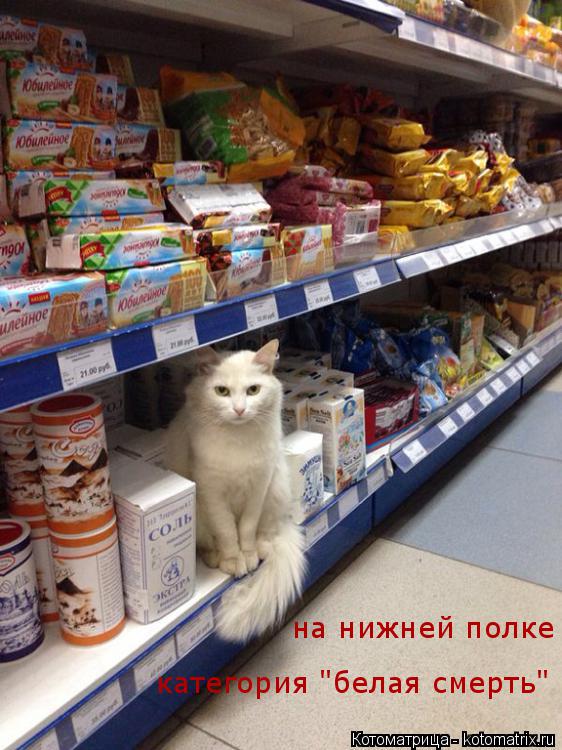 на нижней полке категория "белая смерть"... Котоматрица: на нижней полке категория "белая смерть"