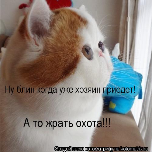 Ну блин когда уже хозяин приедет! А то жрать охота!!!... Котоматрица: Ну блин когда уже хозяин приедет! А то жрать охота!!!
