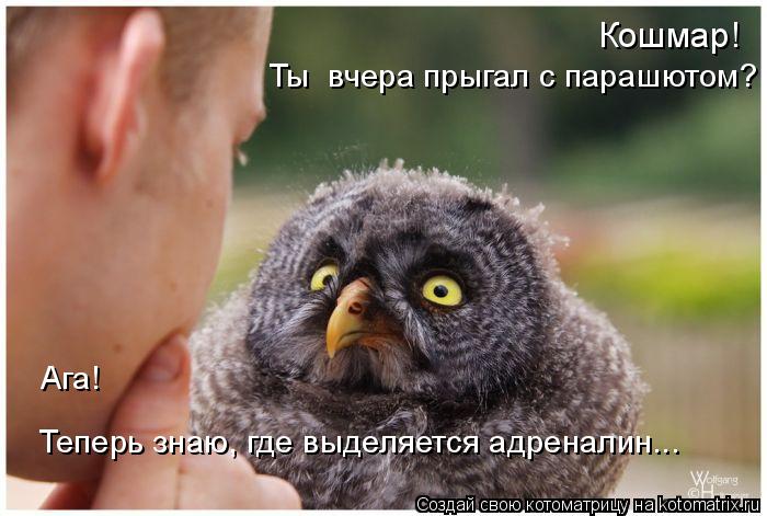 Ты вчера прыгал с парашютом? Ага! Теперь знаю, где выделяется адреналин... Кошмар!... Котоматрица: Ты вчера прыгал с парашютом? Ага! Теперь знаю, где выделяется адреналин... Кошмар!
