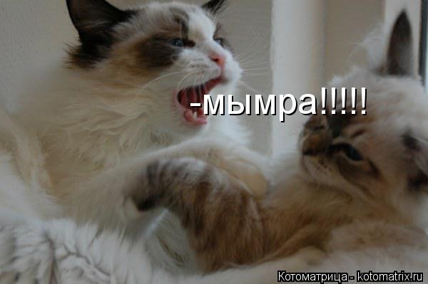 -мымра!!!!!... Котоматрица: -мымра!!!!!