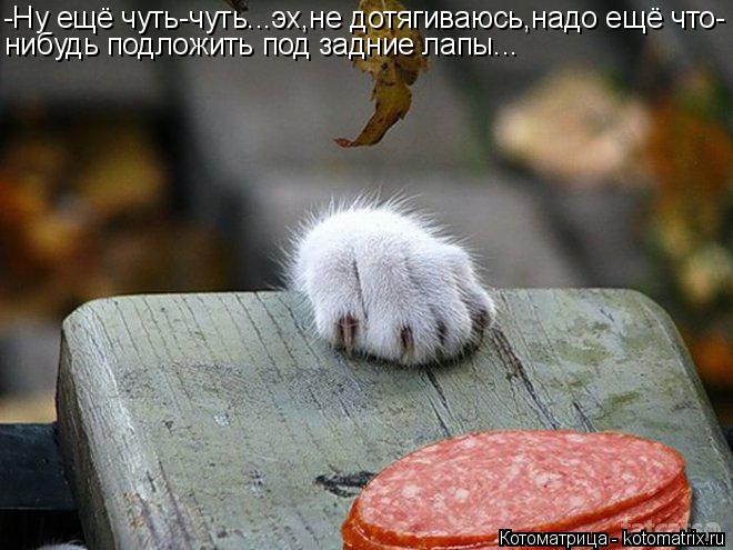 -Ну ещё чуть-чуть...эх,не дотягиваюсь,надо ещё что- нибудь подложить под задние лапы...... Котоматрица: -Ну ещё чуть-чуть...эх,не дотягиваюсь,надо ещё что- нибудь подложить под задние лапы...