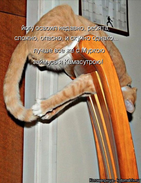 лучше все же с Муркою займусь я Камасутрою! сложно, опасно, и скучно однако... йогу освоил недавно, ... Котоматрица: лучше все же с Муркою займусь я Камасутрою! сложно, опасно, и скучно однако... йогу освоил недавно, ребята,