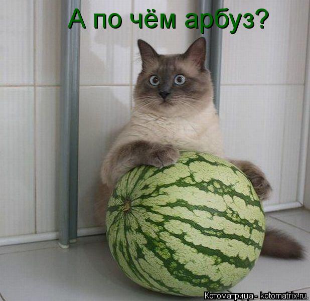 А по чём арбуз?... Котоматрица: А по чём арбуз?