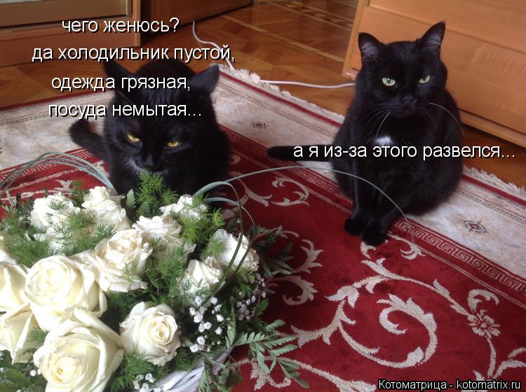 чего женюсь? одежда грязная, посуда немытая... да холодильник пустой, а я из-за этого развелся...... Котоматрица: чего женюсь? одежда грязная, посуда немытая... да холодильник пустой, а я из-за этого развелся...