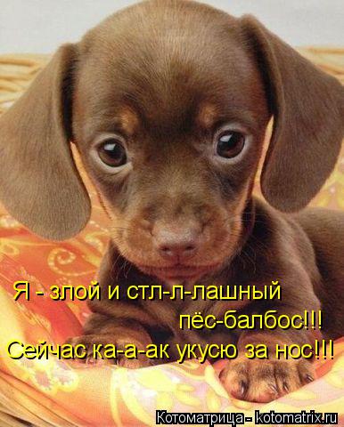 Котоматрица: Я - злой и стл-л-лашный  пёс-балбос!!! Сейчас ка-а-ак укусю за нос!!!