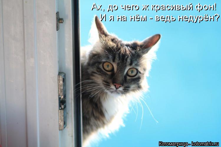Ах, до чего ж красивый фон! И я на нём - ведь недурён?... Котоматрица: Ах, до чего ж красивый фон! И я на нём - ведь недурён?