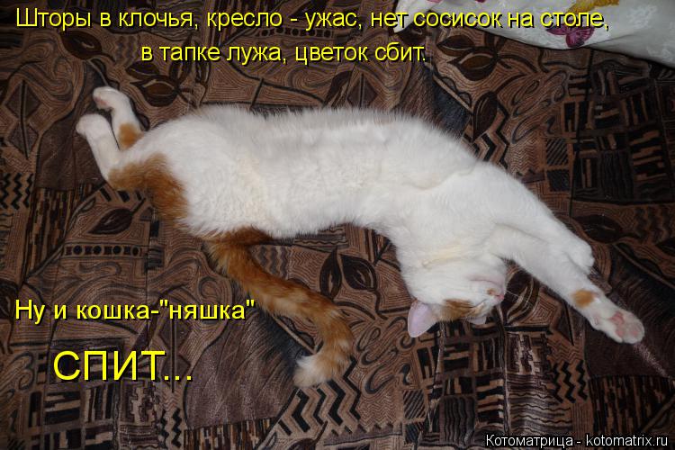 Шторы в клочья, кресло - ужас, нет сосисок на столе, в тапке лужа, цветок сбит. Ну и кошка-"няшка" СП... Котоматрица: Шторы в клочья, кресло - ужас, нет сосисок на столе, в тапке лужа, цветок сбит. Ну и кошка-"няшка" СПИТ...