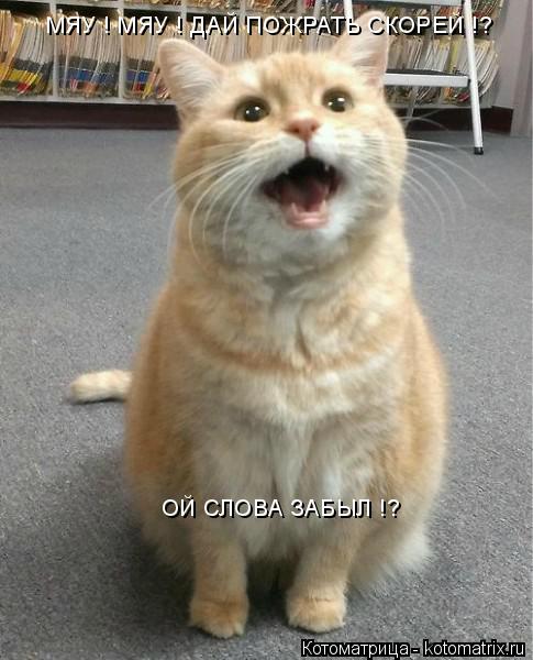 МЯУ ! МЯУ ! ДАЙ ПОЖРАТЬ СКОРЕЙ !? ОЙ СЛОВА ЗАБЫЛ !?... Котоматрица: МЯУ ! МЯУ ! ДАЙ ПОЖРАТЬ СКОРЕЙ !? ОЙ СЛОВА ЗАБЫЛ !?