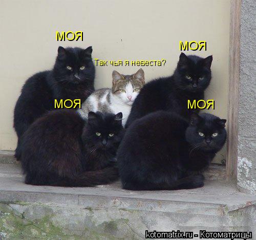 Так чья я невеста? МОЯ МОЯ МОЯ МОЯ... Котоматрица: Так чья я невеста? МОЯ МОЯ МОЯ МОЯ