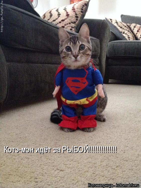 Котэ-мэн идёт за РЫБОЙ!!!!!!!!!!!!!!... Котоматрица: Котэ-мэн идёт за РЫБОЙ!!!!!!!!!!!!!!