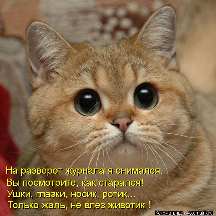 На разворот журнала я снимался. Вы посмотрите, как старался! Ушки, глазки, носик, ротик... Только жал... Котоматрица: На разворот журнала я снимался. Вы посмотрите, как старался! Ушки, глазки, носик, ротик... Только жаль, не влез животик !