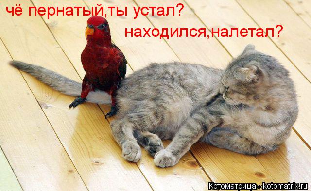 чё пернатый,ты устал? находился,налетал?... Котоматрица: чё пернатый,ты устал? находился,налетал?