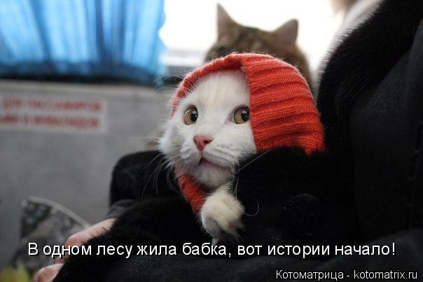В одном лесу жила бабка, вот истории начало!... Котоматрица: В одном лесу жила бабка, вот истории начало!
