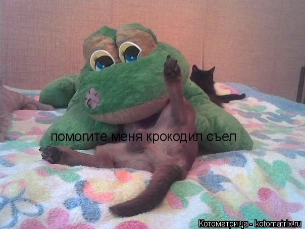 помогите меня крокодил съел... Котоматрица: помогите меня крокодил съел