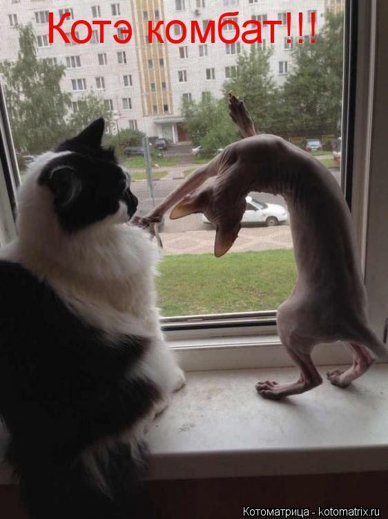 Котэ комбат!!!... Котоматрица: Котэ комбат!!!