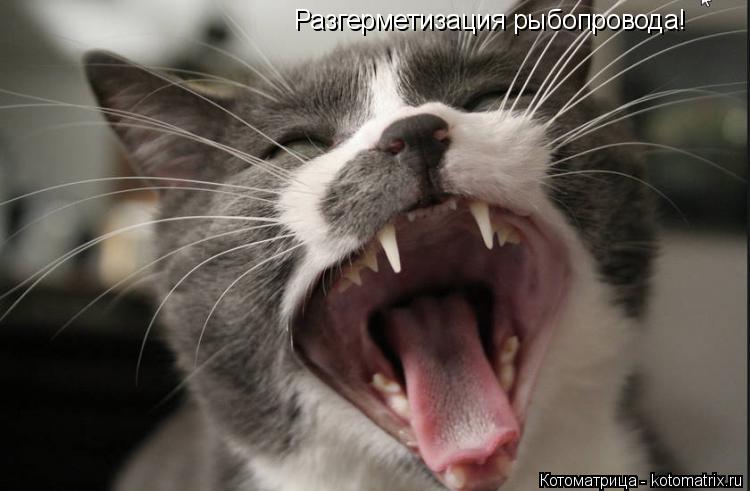 Разгерметизация рыбопровода!... Котоматрица: Разгерметизация рыбопровода!