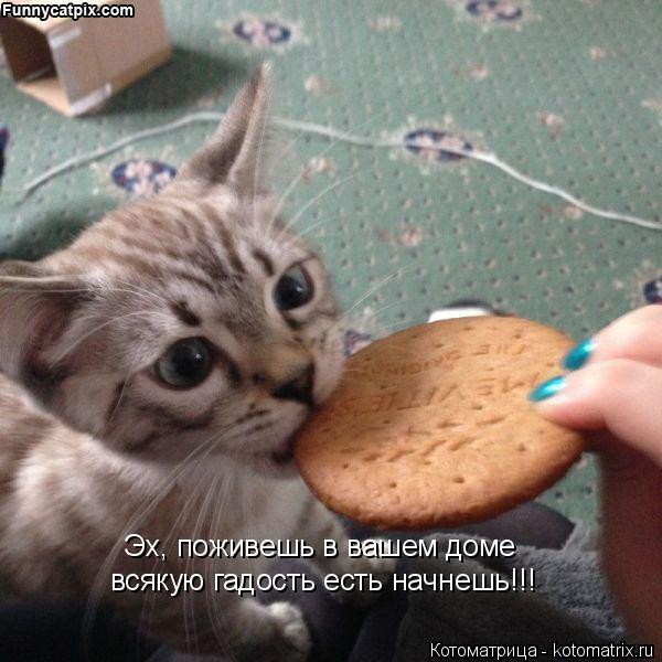 Эх, поживешь в вашем доме всякую гадость есть начнешь!!!... Котоматрица: Эх, поживешь в вашем доме всякую гадость есть начнешь!!!