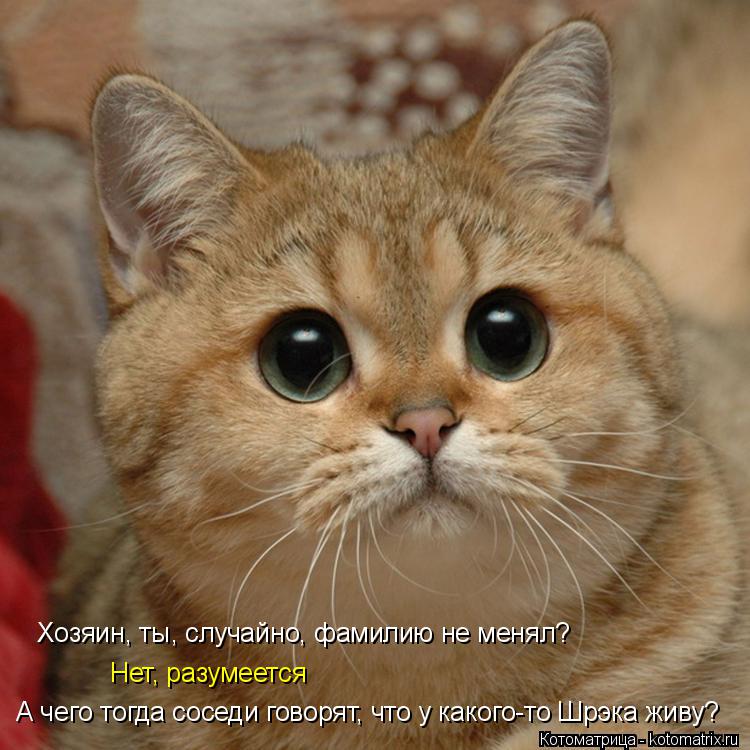 Хозяин, ты, случайно, фамилию не менял? Нет, разумеется А чего тогда соседи говорят, что у какого-то ... Котоматрица: Хозяин, ты, случайно, фамилию не менял? Нет, разумеется А чего тогда соседи говорят, что у какого-то Шрэка живу?