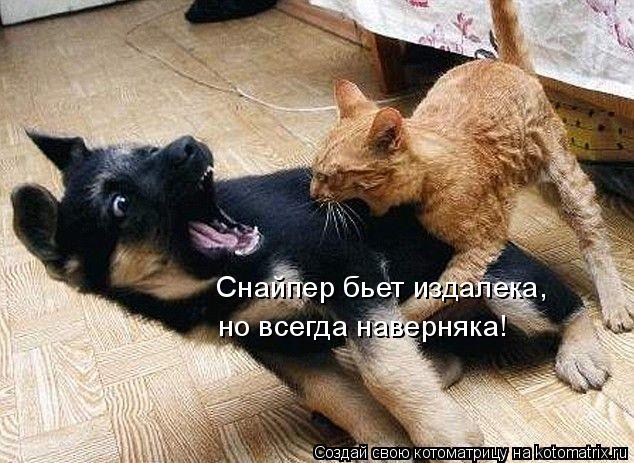 Снайпер бьет издалека, но всегда наверняка!... Котоматрица: Снайпер бьет издалека, но всегда наверняка!