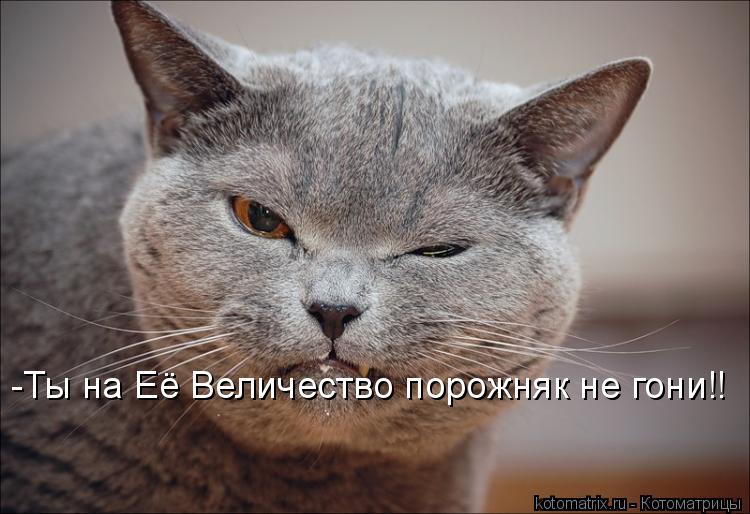 -Ты на Её Величество порожняк не гони!!... Котоматрица: -Ты на Её Величество порожняк не гони!!