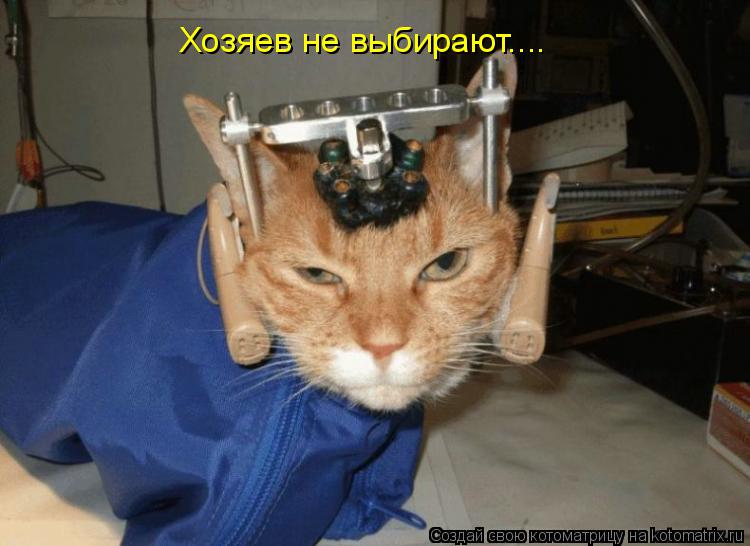 Хозяев не выбирают....... Котоматрица: Хозяев не выбирают....