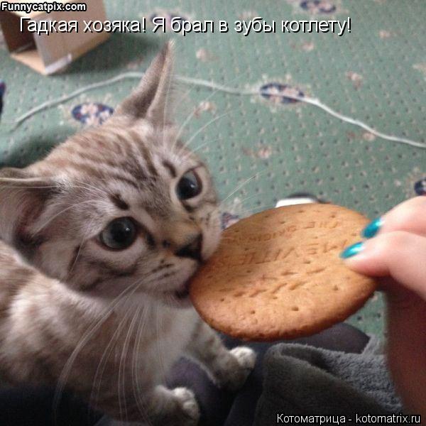 Гадкая хозяка! Я брал в зубы котлету!... Котоматрица: Гадкая хозяка! Я брал в зубы котлету!