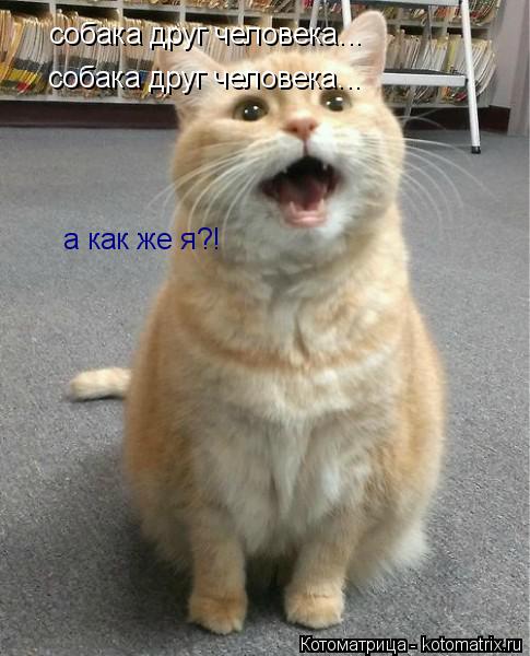 собака друг человека... собака друг человека... а как же я?!... Котоматрица: собака друг человека... собака друг человека... а как же я?!