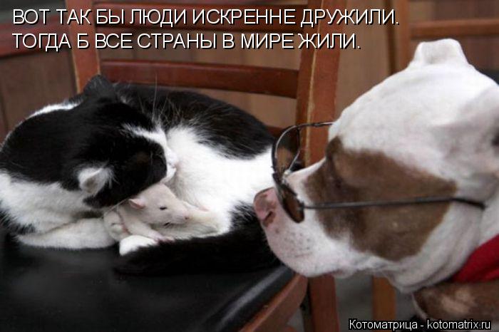ВОТ ТАК БЫ ЛЮДИ ИСКРЕННЕ ДРУЖИЛИ. ТОГДА Б ВСЕ СТРАНЫ В МИРЕ ЖИЛИ.... Котоматрица: ВОТ ТАК БЫ ЛЮДИ ИСКРЕННЕ ДРУЖИЛИ. ТОГДА Б ВСЕ СТРАНЫ В МИРЕ ЖИЛИ.