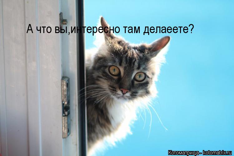 А что вы,интересно там делаеете?... Котоматрица: А что вы,интересно там делаеете?