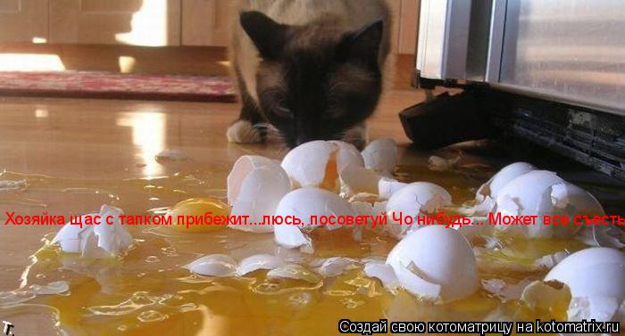 Хозяйка щас с тапком прибежит...люсь, посоветуй Чо нибудь... Может все съесть?... Котоматрица: Хозяйка щас с тапком прибежит...люсь, посоветуй Чо нибудь... Может все съесть?