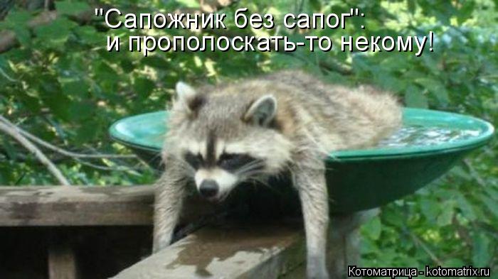 "Сапожник без сапог": и прополоскать-то некому!... Котоматрица: "Сапожник без сапог": и прополоскать-то некому!