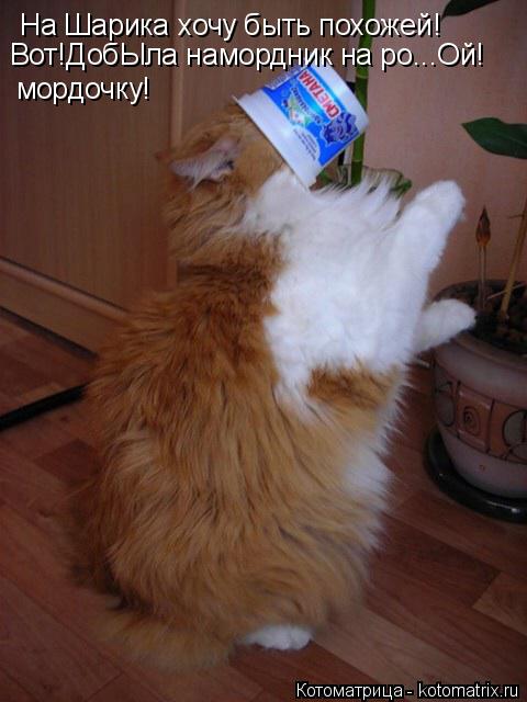 На Шарика хочу быть похожей! Вот!ДобЫла намордник на ро...Ой! мордочку!... Котоматрица: На Шарика хочу быть похожей! Вот!ДобЫла намордник на ро...Ой! мордочку!